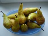 Pears  » Click to zoom ->